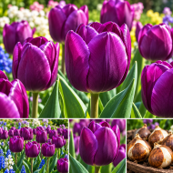 Луковици на  Лале Triumph Purple Flag 10/11