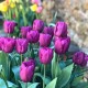 Луковици на Лале Purple Prince