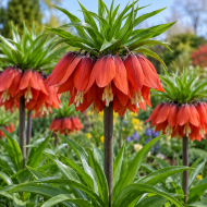 Фритилария Fritillaria Red Beauty