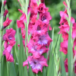 Гладиол Люмиер с ярки коралово червени цветове и лилаво гърло - Gladiolus Lumierre