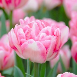 Луковици на Лалета (Tulipa) „Фокстрот“