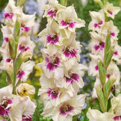 Гладиол къдрав мистериозната Амбър - Gladiolus Amber Mystique