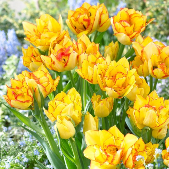 Луковици на лале Aquila (Tulipa 'Aquila')