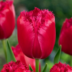 Луковици на Лале „Burgundy Lace“