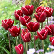 Луковици на Лале (Tulipa) Armani