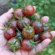 Чери домати Блек Чери / Black Cherry