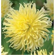 ДАЛИЯ CACTUS YELLOW