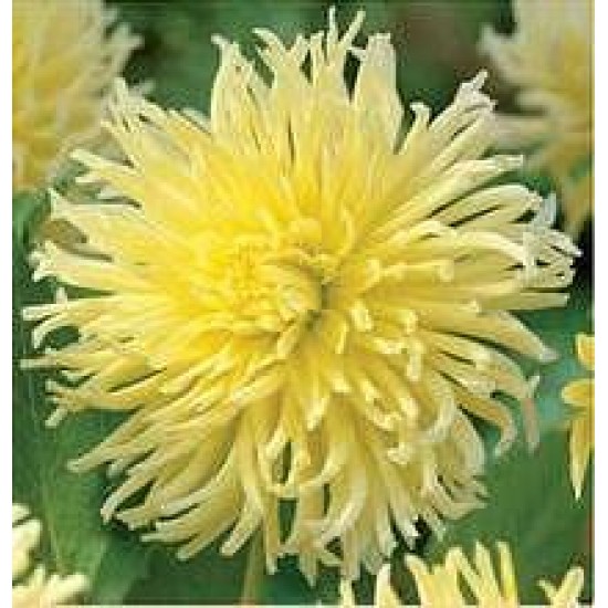 ДАЛИЯ CACTUS YELLOW