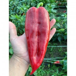 Семена на пипер Царска капия