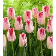 Луковици на Лале (Tulipa) Sweet Paradise