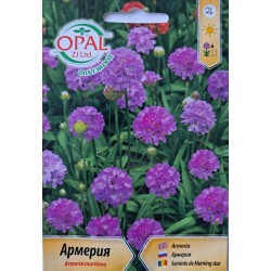 Семена на Армерия / Armeria maritima