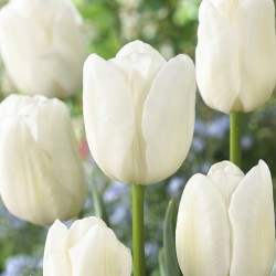 Луковици на Лале White Dream "Бяла мечта"