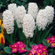 Луковици на Зюмбюл (Hyacinthus) Carnegie 14/15