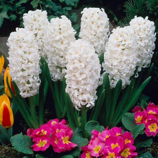 Луковици на Зюмбюл (Hyacinthus) Carnegie 14/15