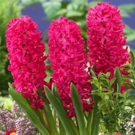 Луковици на Зюмбюл (Hyacinthus) Jan Bos 14/15 см