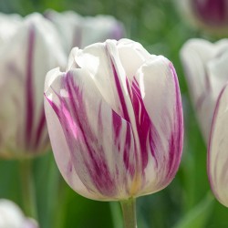 Луковици на Лалета (Tulipa) Flaming Flag