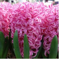 Луковици на Зюмбюл (Hyacinthus) Pink Pearl 14/15 см