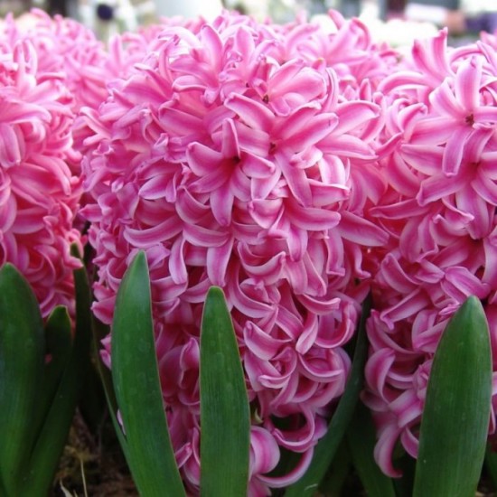 Луковици на Зюмбюл (Hyacinthus) Pink Pearl 14/15 см
