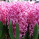 Луковици на Зюмбюл (Hyacinthus) Pink Pearl 14/15 см