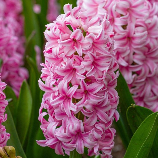 Луковици на Зюмбюл (Hyacinthus) Pink Pearl 14/15 см