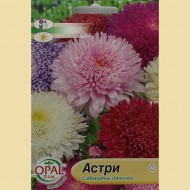 Семена на Астри (70 см)