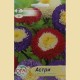 Семена на Астри (50 см)