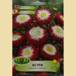 Семена на Астри Помпон Червени с Бяло (Богородички)