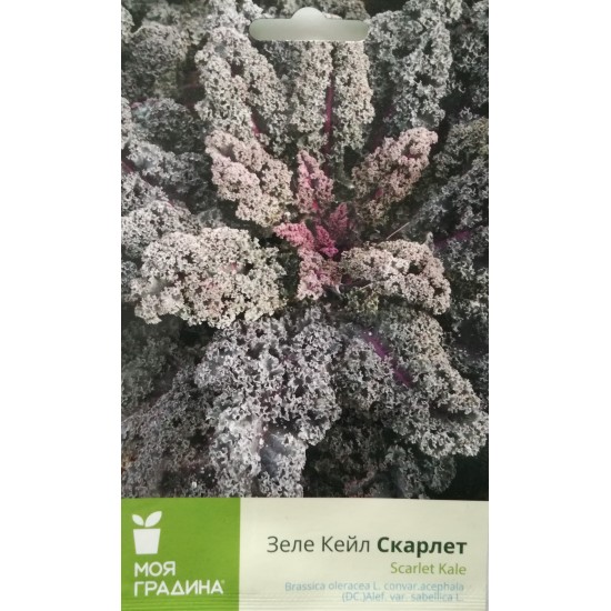 Семена на Зеле Кейл Скарлет