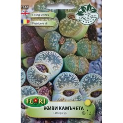 Семена на екзотичните живи камъчета (Литопси - Lithops sp.)