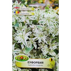Семена на Еуфорбия (Млечка)