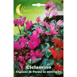 Семена - Циклама (Персийски гигант)