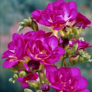Луковици на Фрезия - Pink