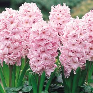 Луковици на Зюмбюл (Hyacinthus) Fondant 14/15