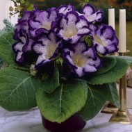 Глоксиния Tigrina Blue