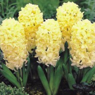 Луковици на Зюмбюл (Hyacinthus) City of Haarlem 14/15