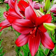Лилиум Азиатски Червен (Asiatic red)