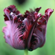 Луковици на Лале (Tulipa) Black Parrot