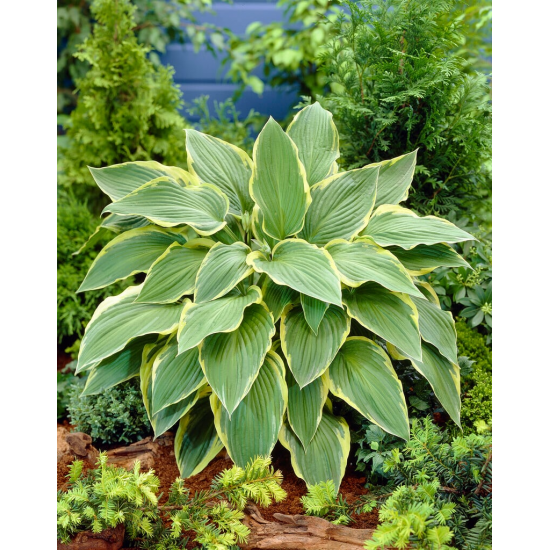 Хоста „Жълта река“ (Hosta ‘Yellow River’) – ярка класика за сенчестите кътчета на градината