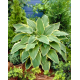 Хоста „Жълта река“ (Hosta ‘Yellow River’) – ярка класика за сенчестите кътчета на градината