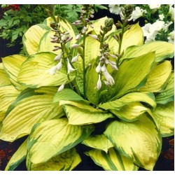 Хоста „Златен стандарт“ (Hosta Gold Standard) - 1 коренище