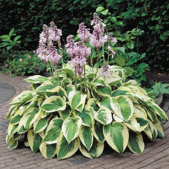 Хоста Wide Brim (Hosta Широка периферия)
