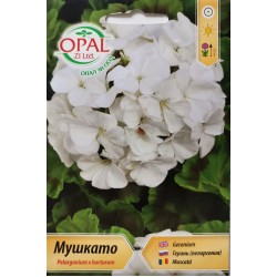 Семена на Мушкато бяло