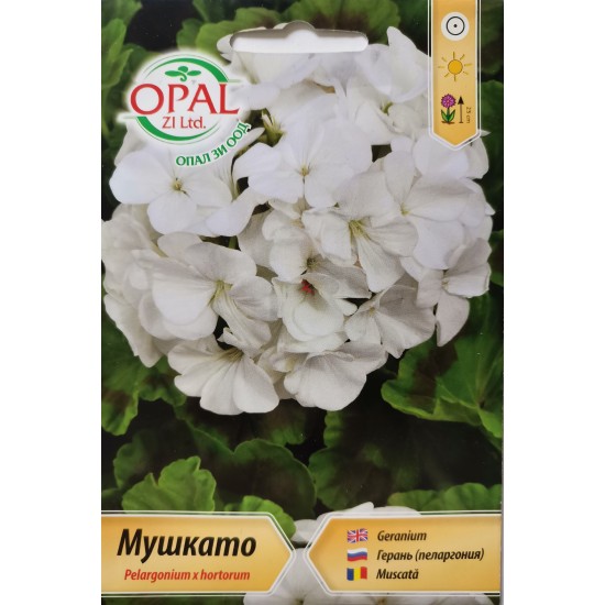 Семена на Мушкато бяло