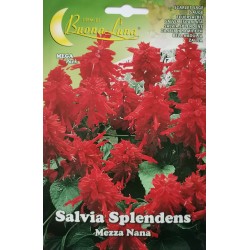 Семена на Салвия (Пламъче) червена