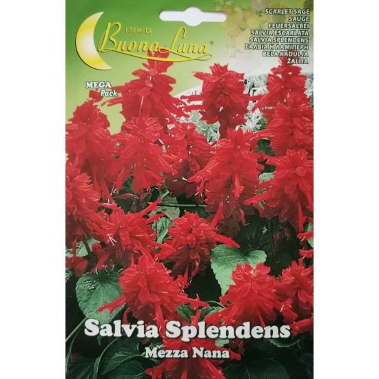 Семена на Салвия (Пламъче) червена