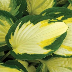 Хоста „Цветен фестивал“ (Hosta ‘Color Festival’) – пъстър акцент с ароматни цветове