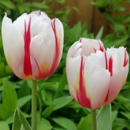 Луковици на Лале (Tulipa) Sorbet