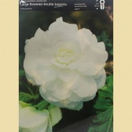 Бегония White