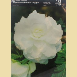 Бегония White