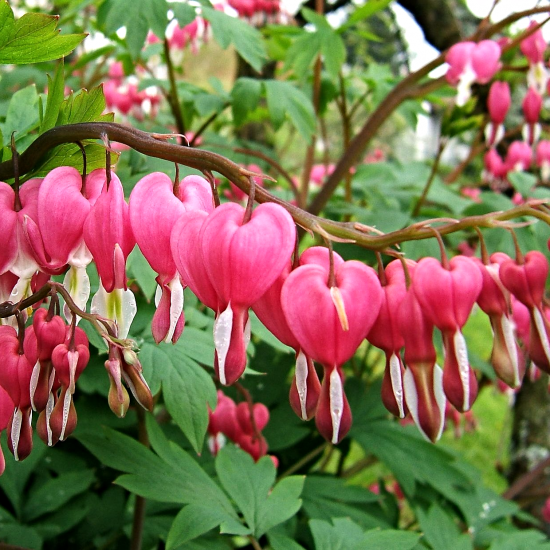 Дицентра Spectabilis Pink - Розово (1 бр. корен)